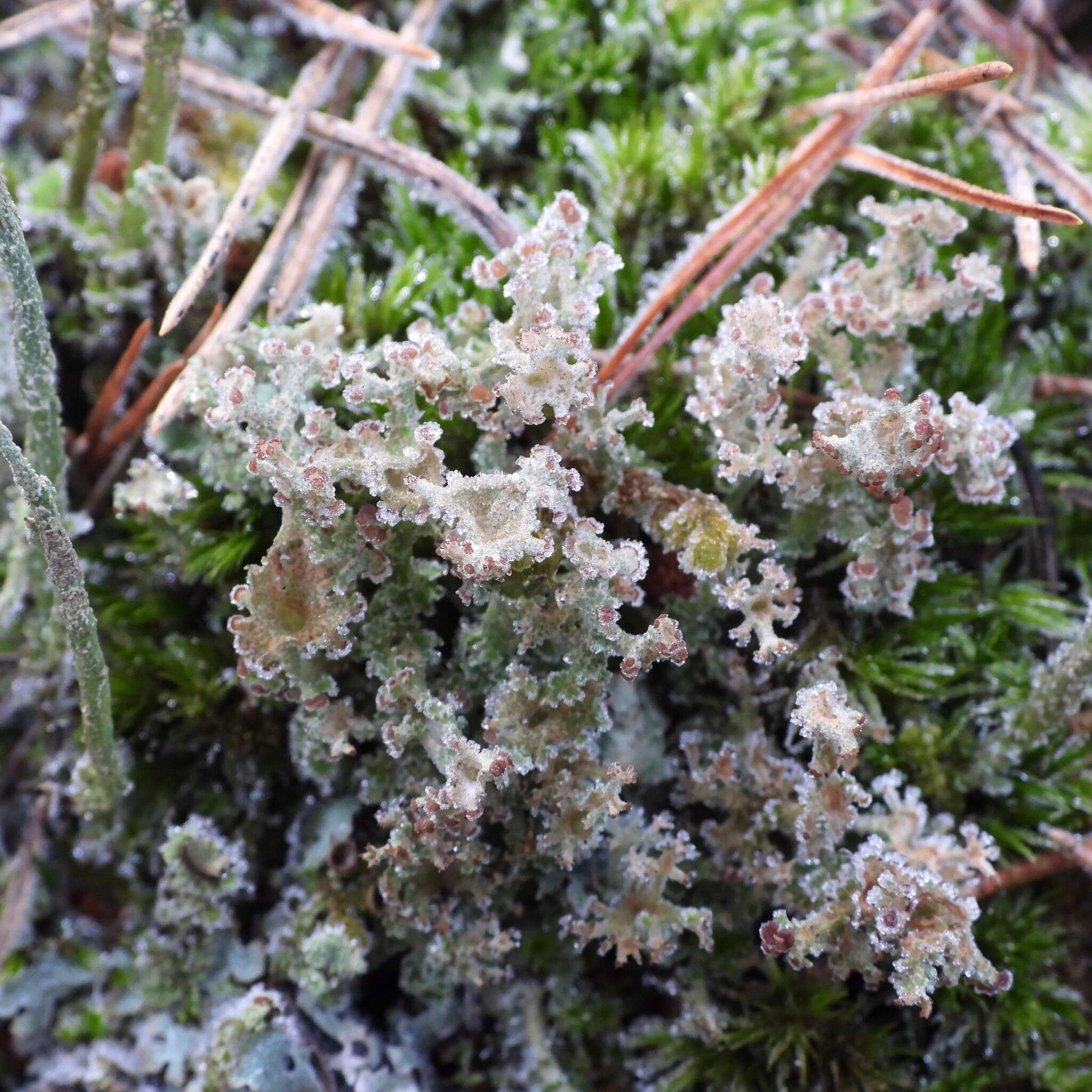 Cladonia crispata var. crispata (Ach.) Flot.的圖片