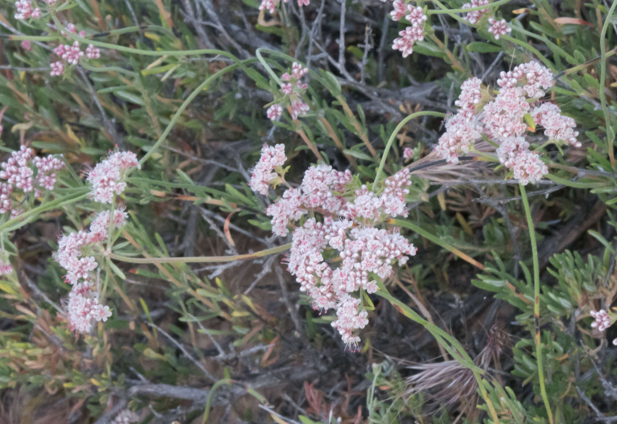 Imagem de Eriogonum fasciculatum var. polifolium (Benth.) Torrey & A. Gray