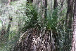 Image of Xanthorrhoea arborea R. Br.