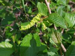 Image of Woolly aphids