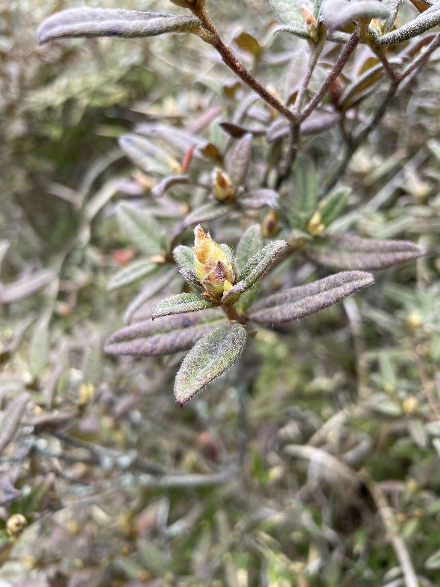 Image of Rhododendron rubropilosum var. taiwanalpinum (Ohwi) S. S. Ying