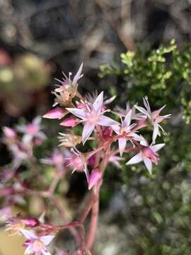 Image of Crassula multicava subsp. multicava