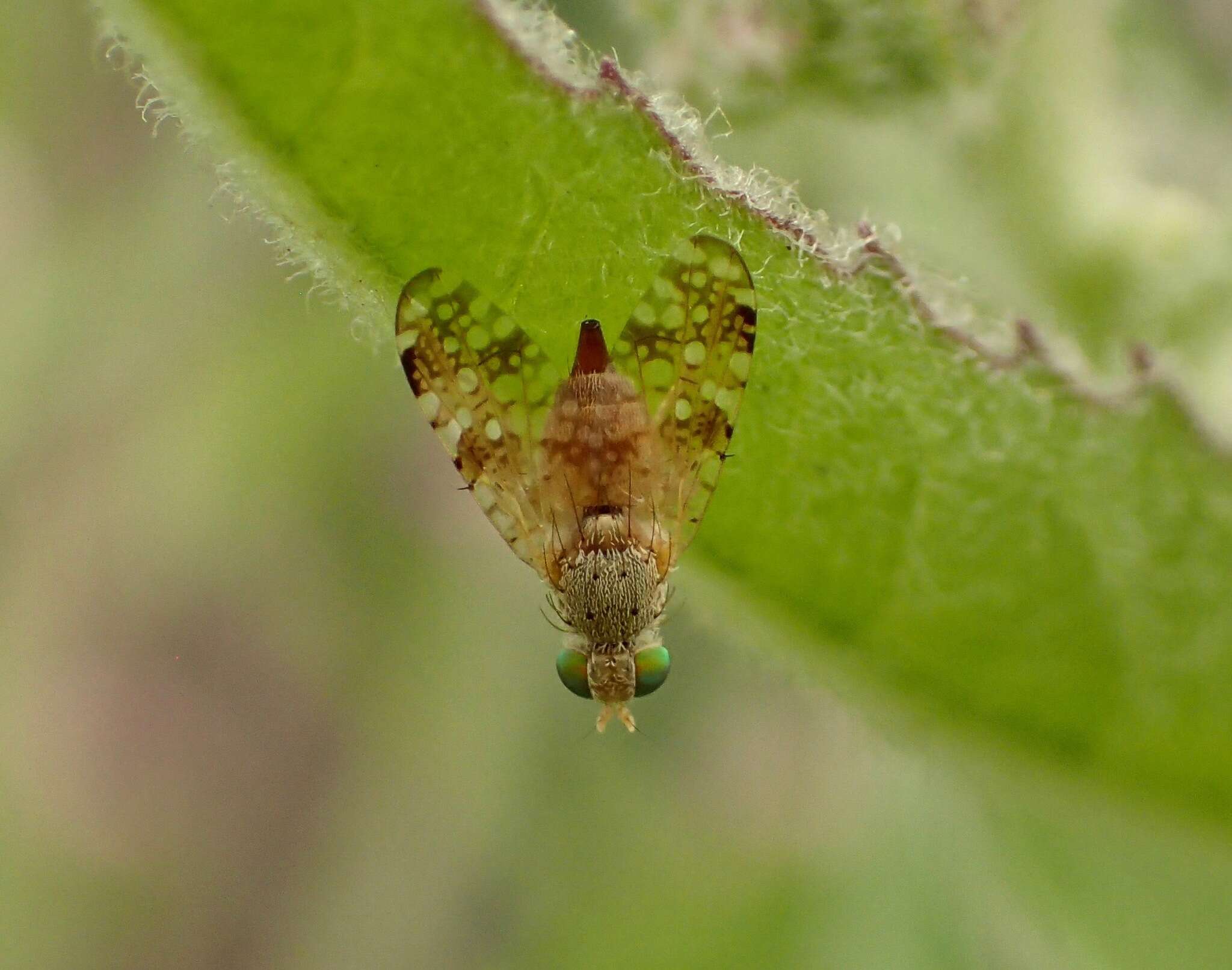 Image of Sourbush seed fly