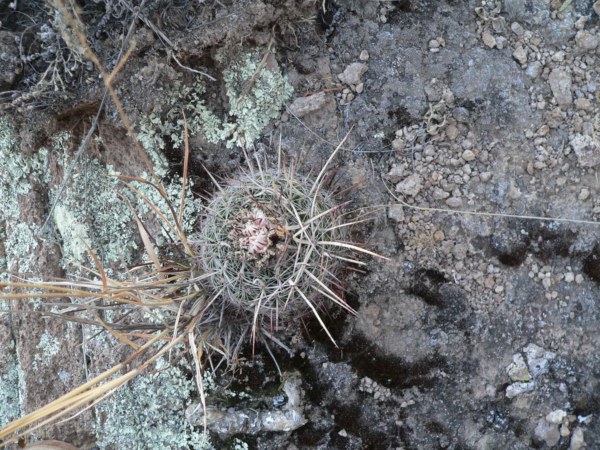 Image of Stenocactus ochoterenanus Tiegel