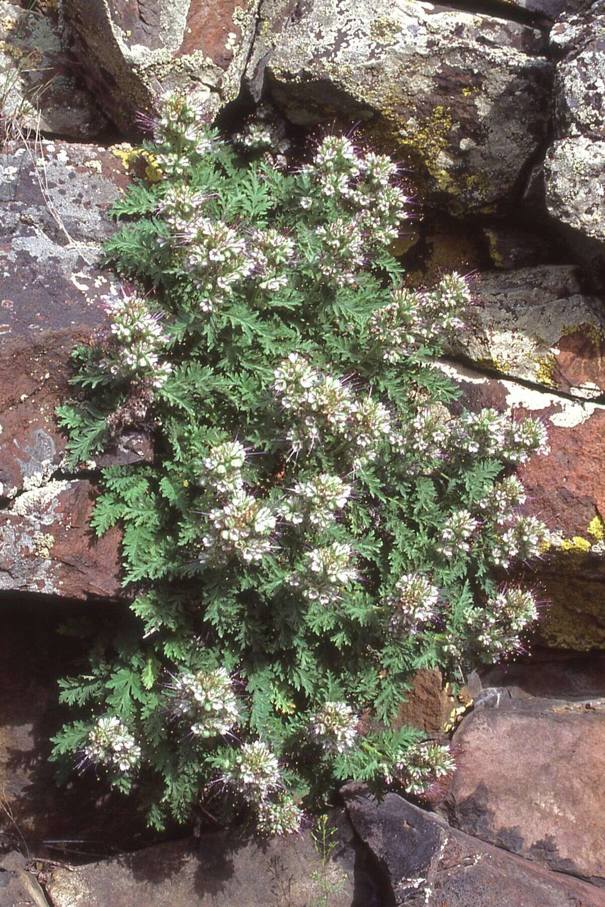 Image of sticky phacelia