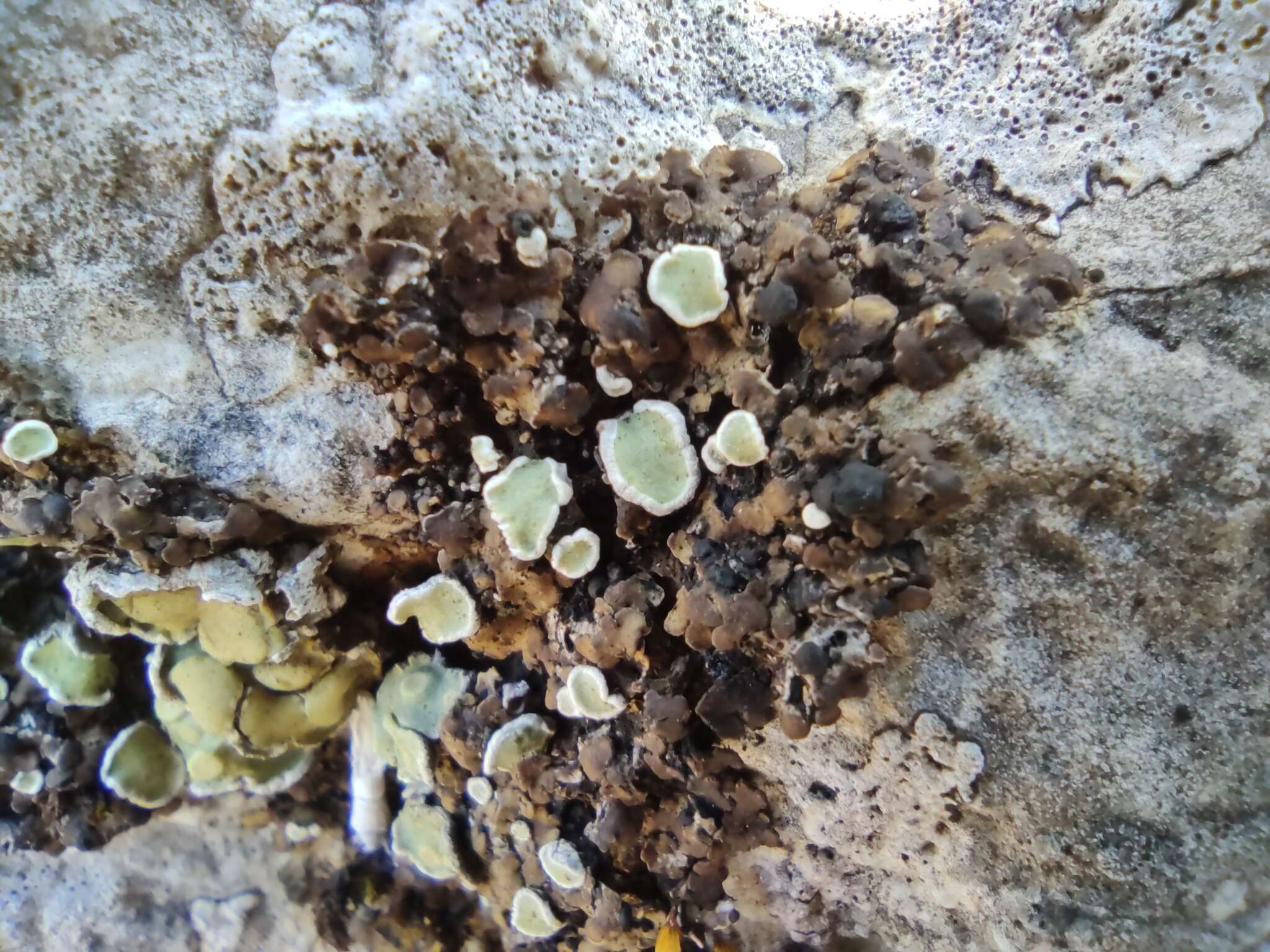 Image of lecidea lichen