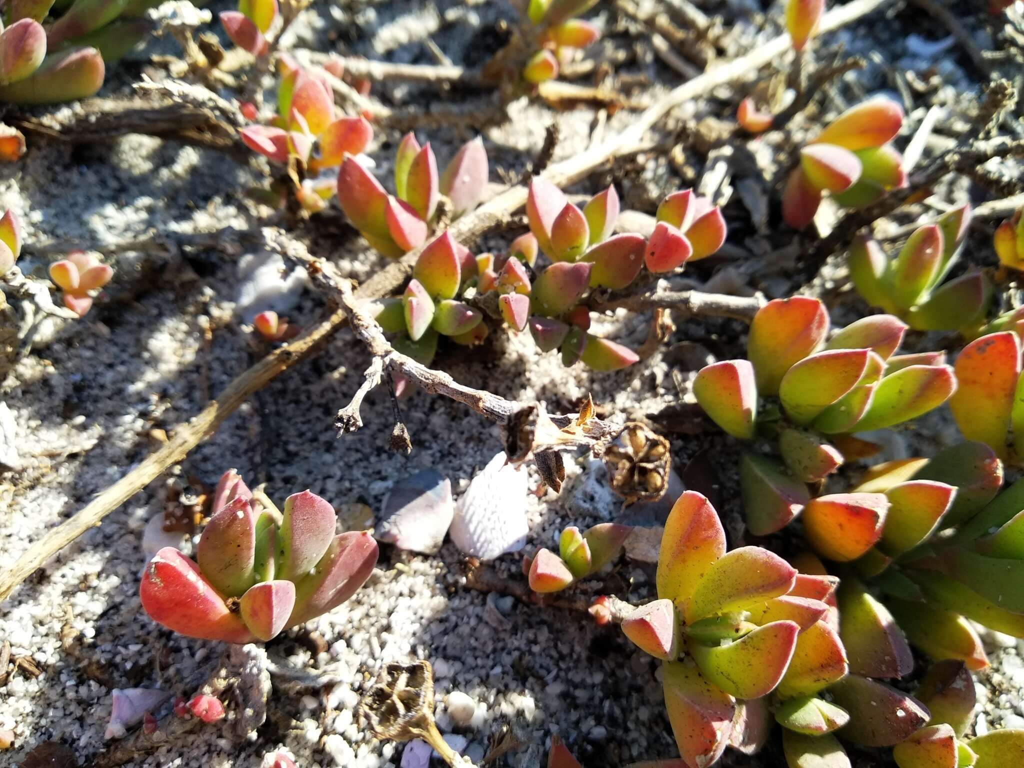 Image of Delosperma guthriei Lavis