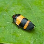 Image of Sphenorhina nigricephala Carvalho & Webb 2004