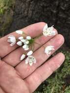 Image of white garlic