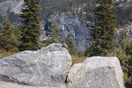 Image of lodgepole chipmunk