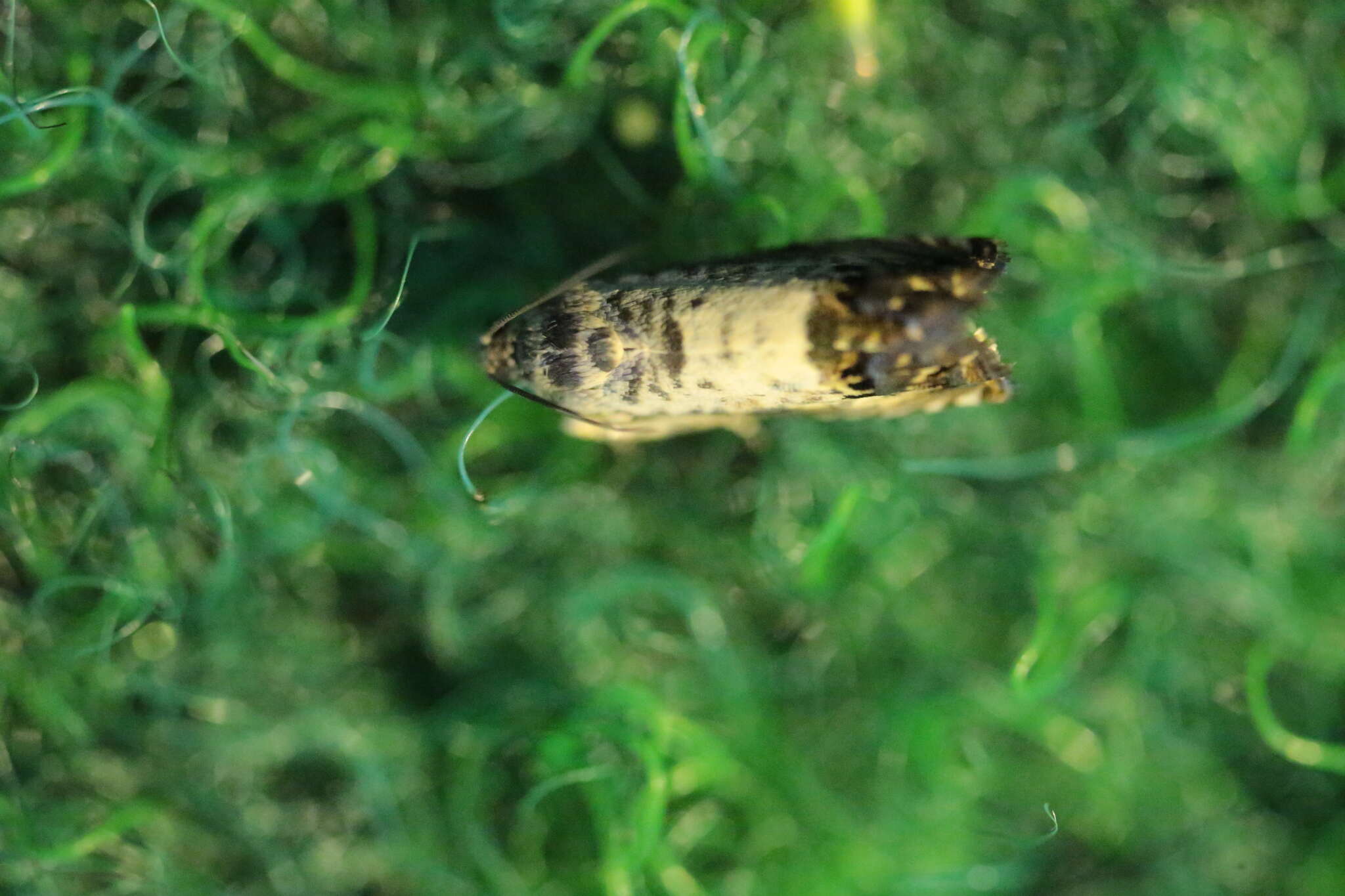 Image of Chestnut leaf roller