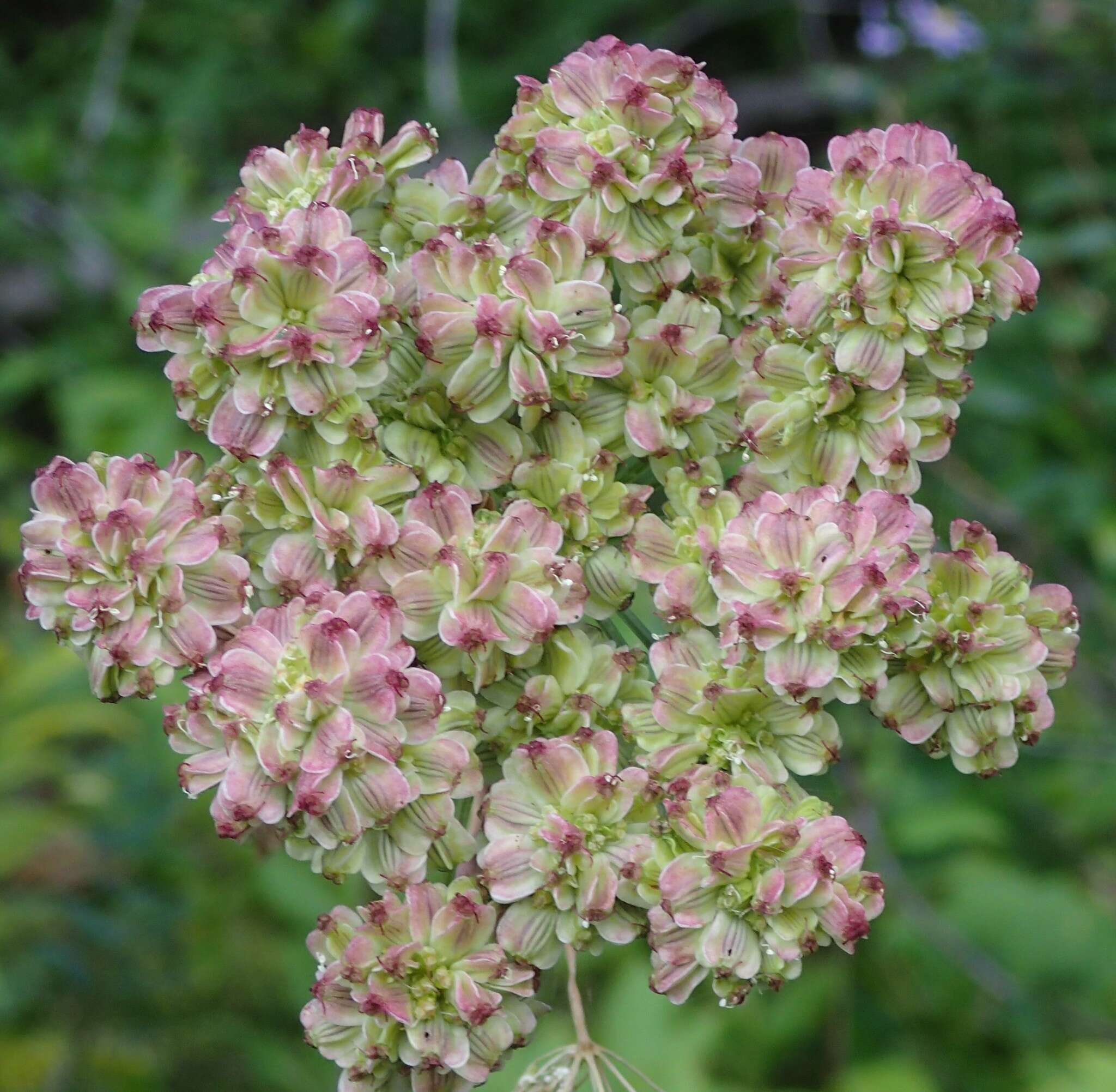 Image of Lyall's angelica