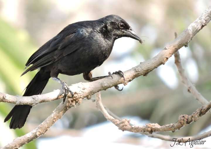 Image of Scrub Blackbird