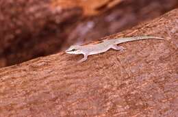 Image of Abbott's Day Gecko