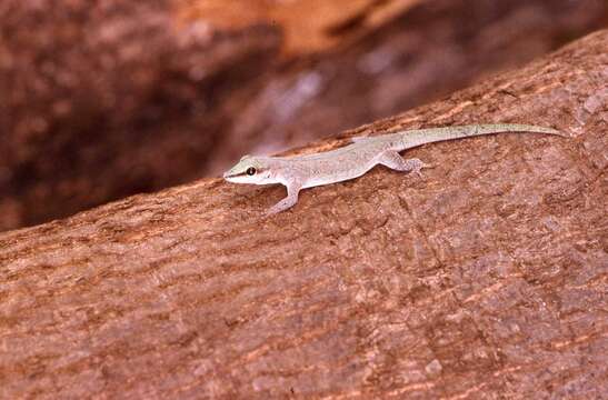 Plancia ëd Phelsuma abbotti Stejneger 1893