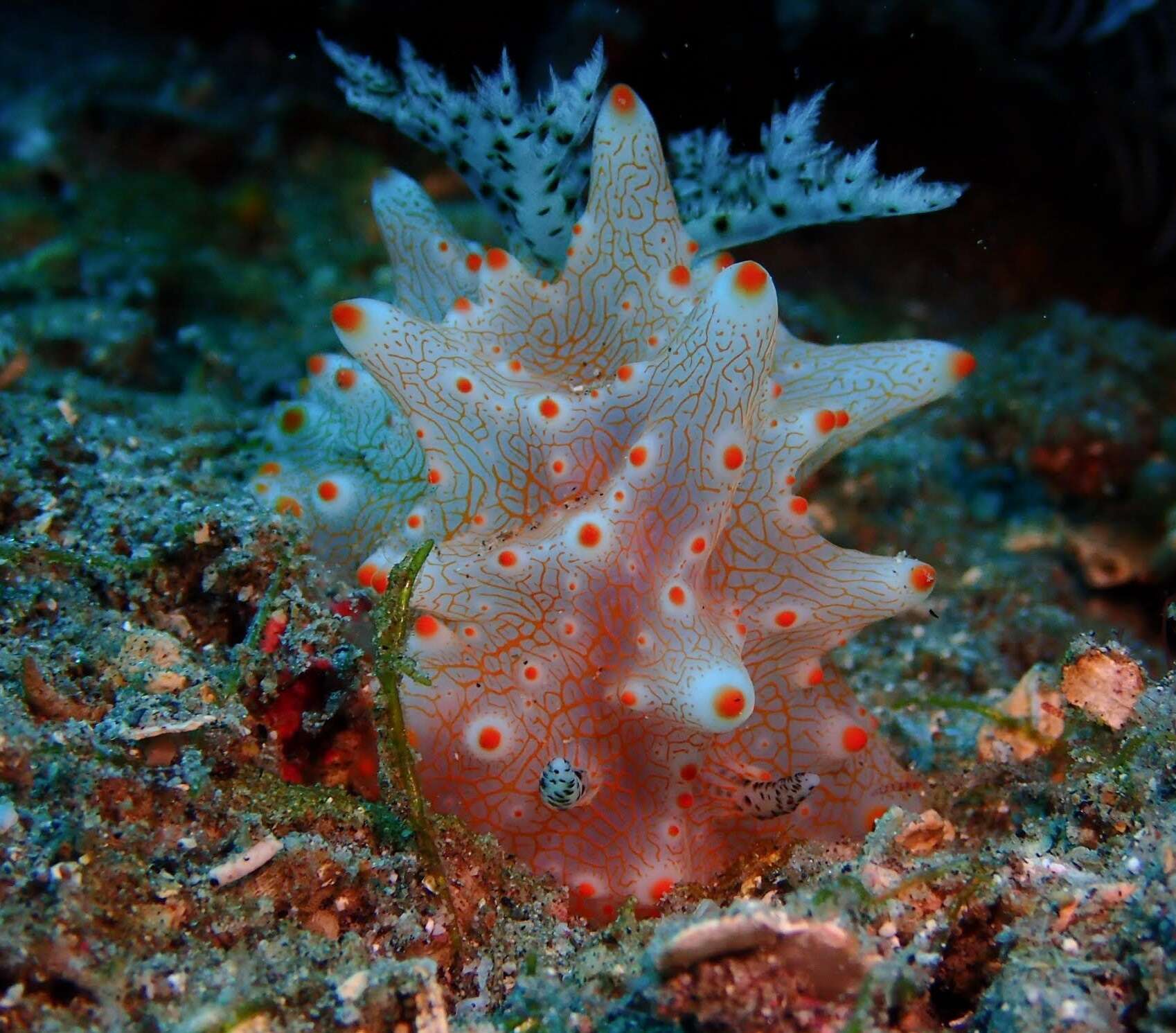 Image of Orange spot white lumpy slug