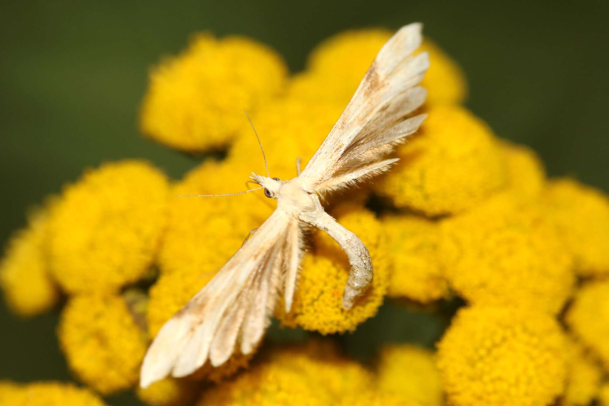 Gillmeria ochrodactyla (Denis & Schiffermüller 1775) resmi