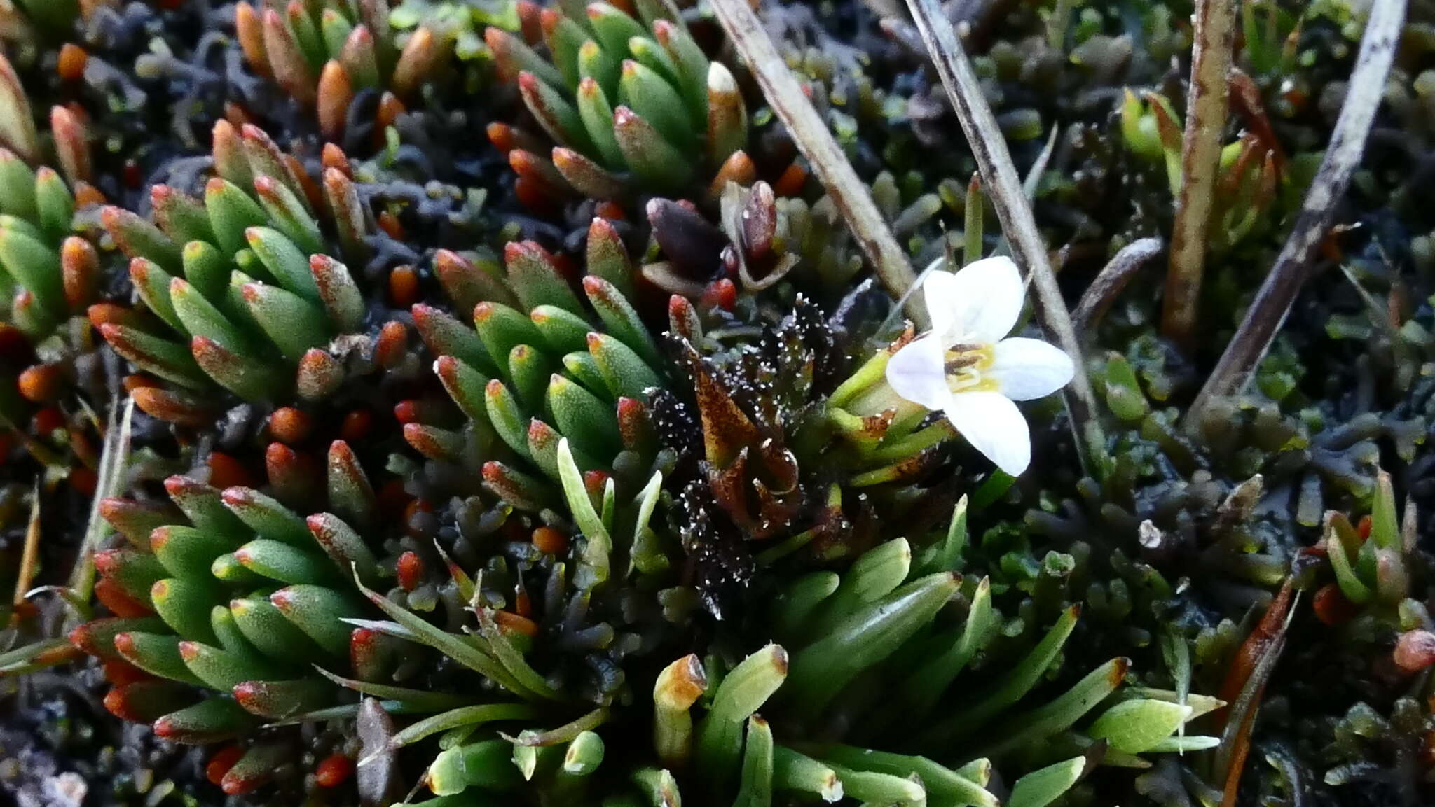 Imagem de Euphrasia repens Hook. fil.