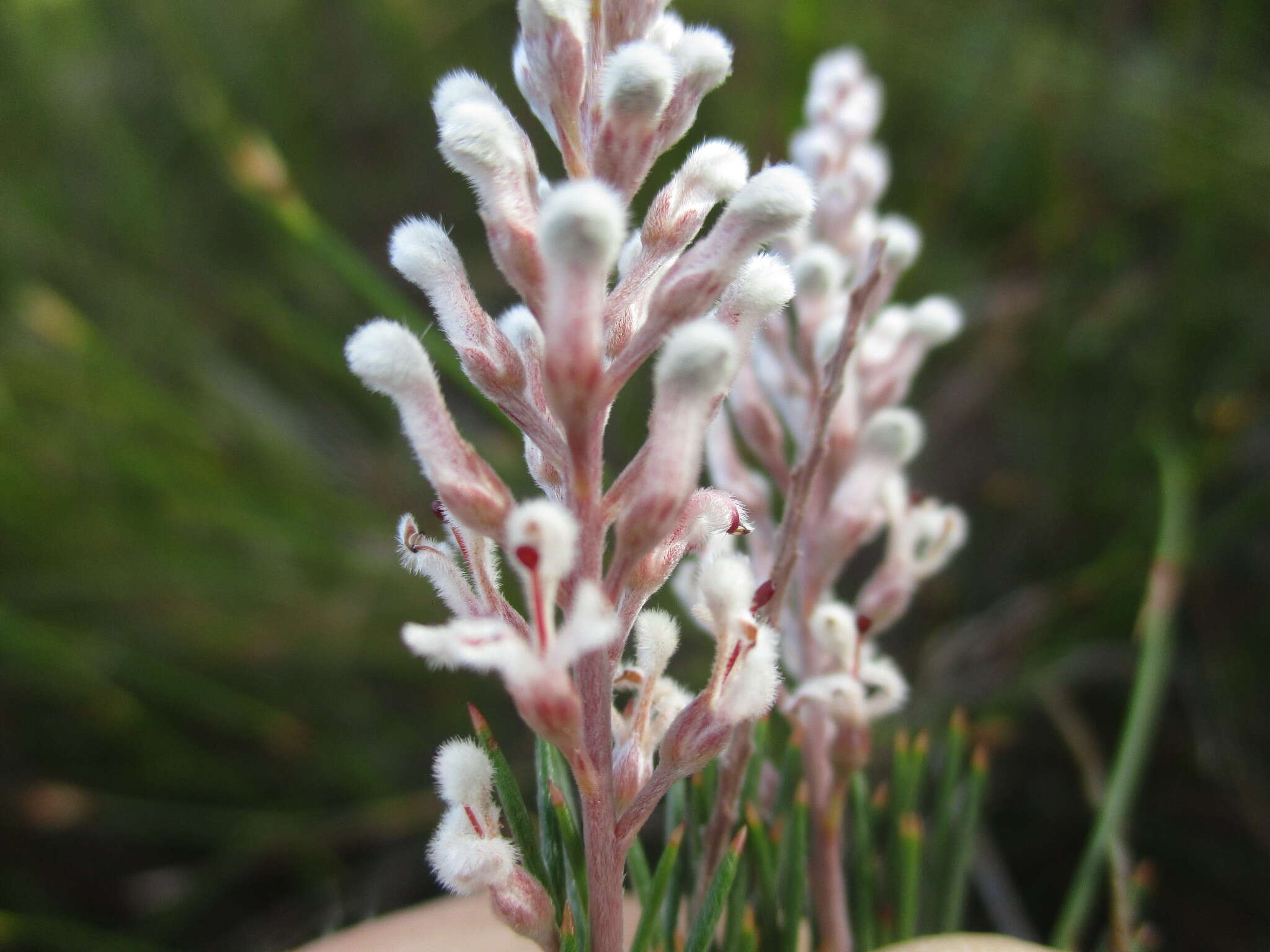 Image of Spatalla racemosa (L.) Druce