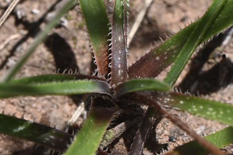 Image of Aloe minima Baker