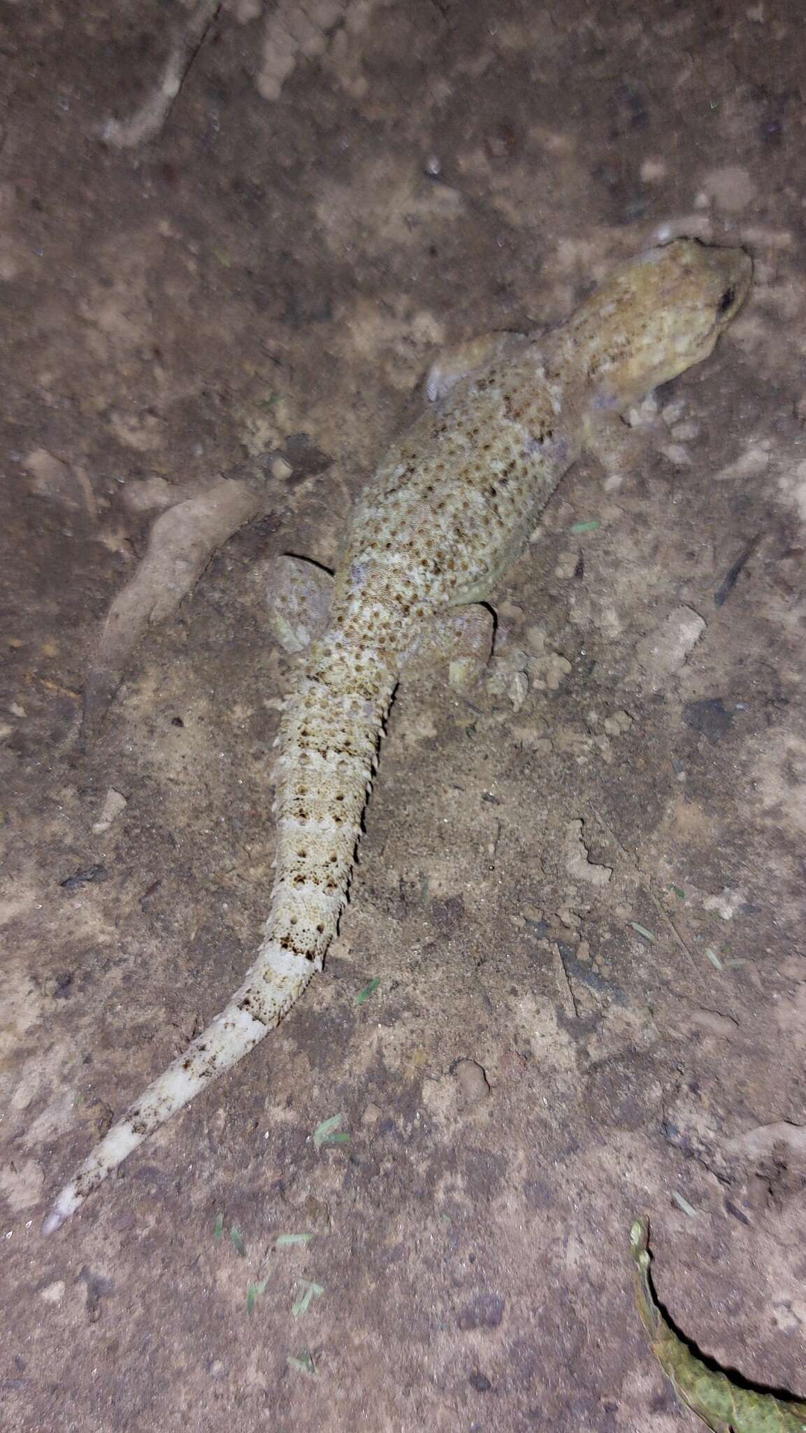 Image of Antilles Leaf-toed Gecko