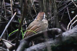 Image of Rusty-capped Fulvetta