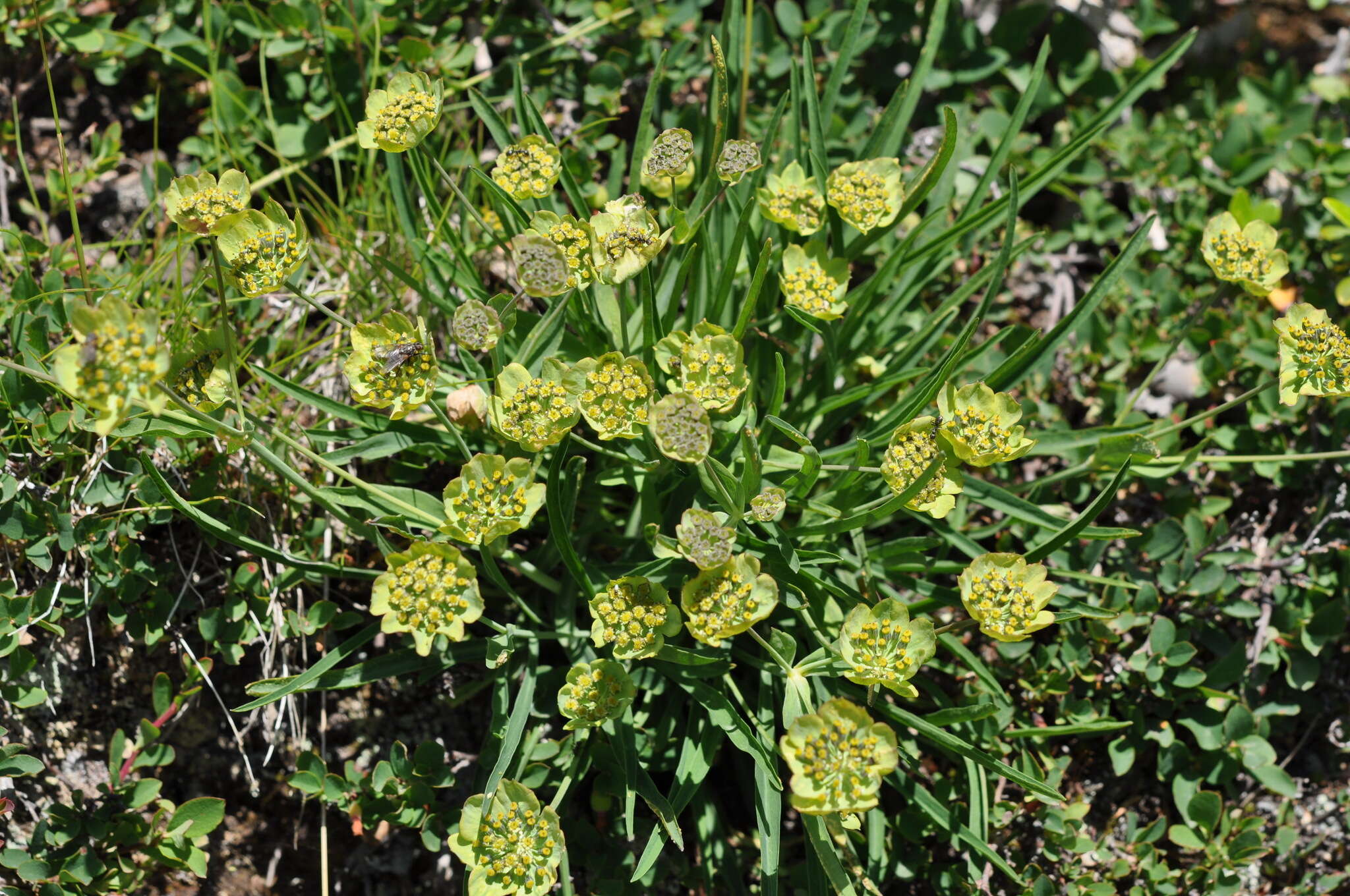 Sivun Bupleurum stellatum L. kuva