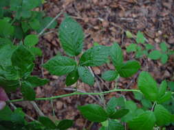 Image of Rubus armipotens Barton ex A. Newton