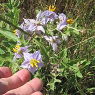 Imagem de Solanum dimidiatum Rafin.