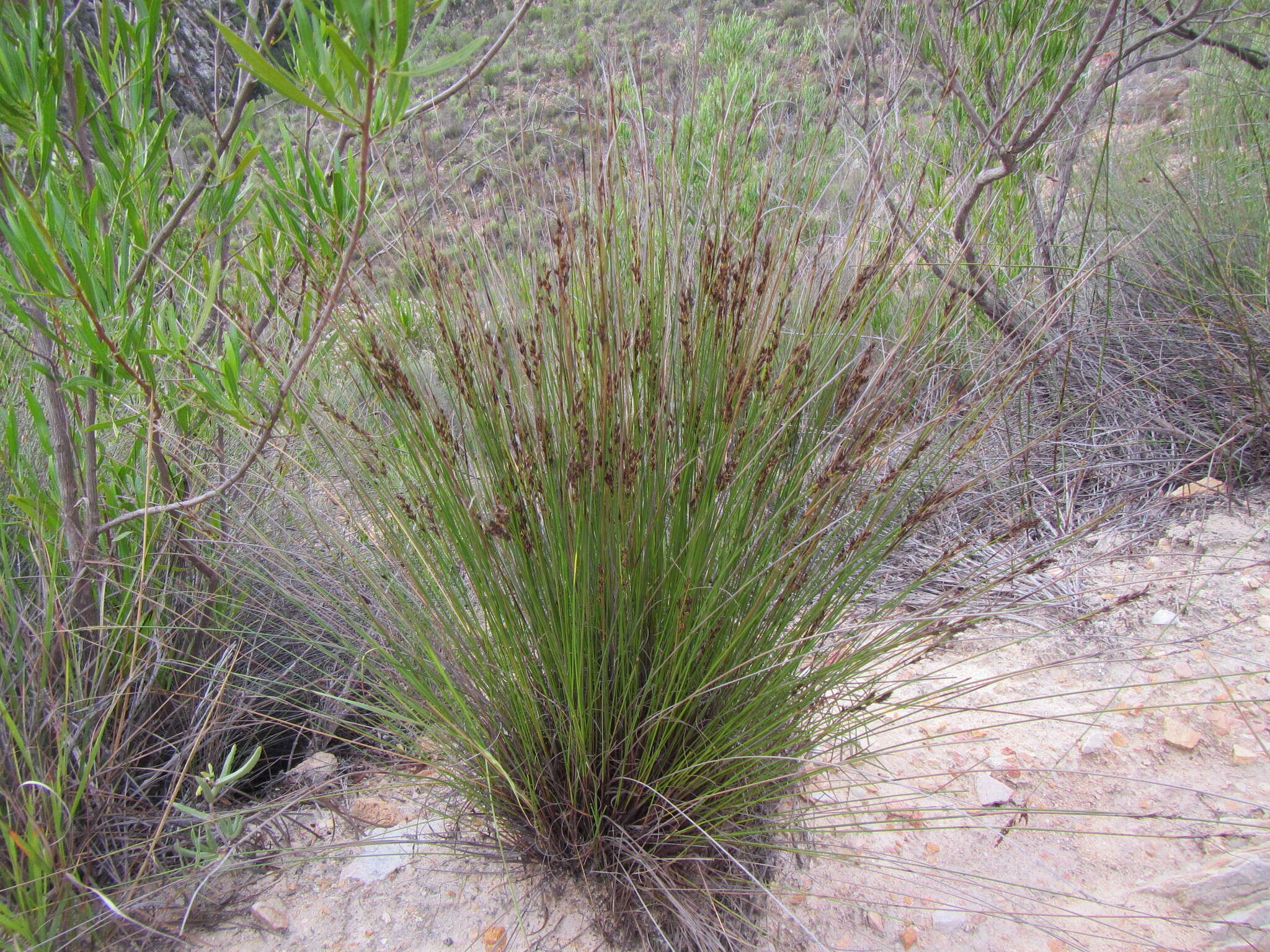 Image of Schoenus submarginalis T. L. Elliott & Muasya