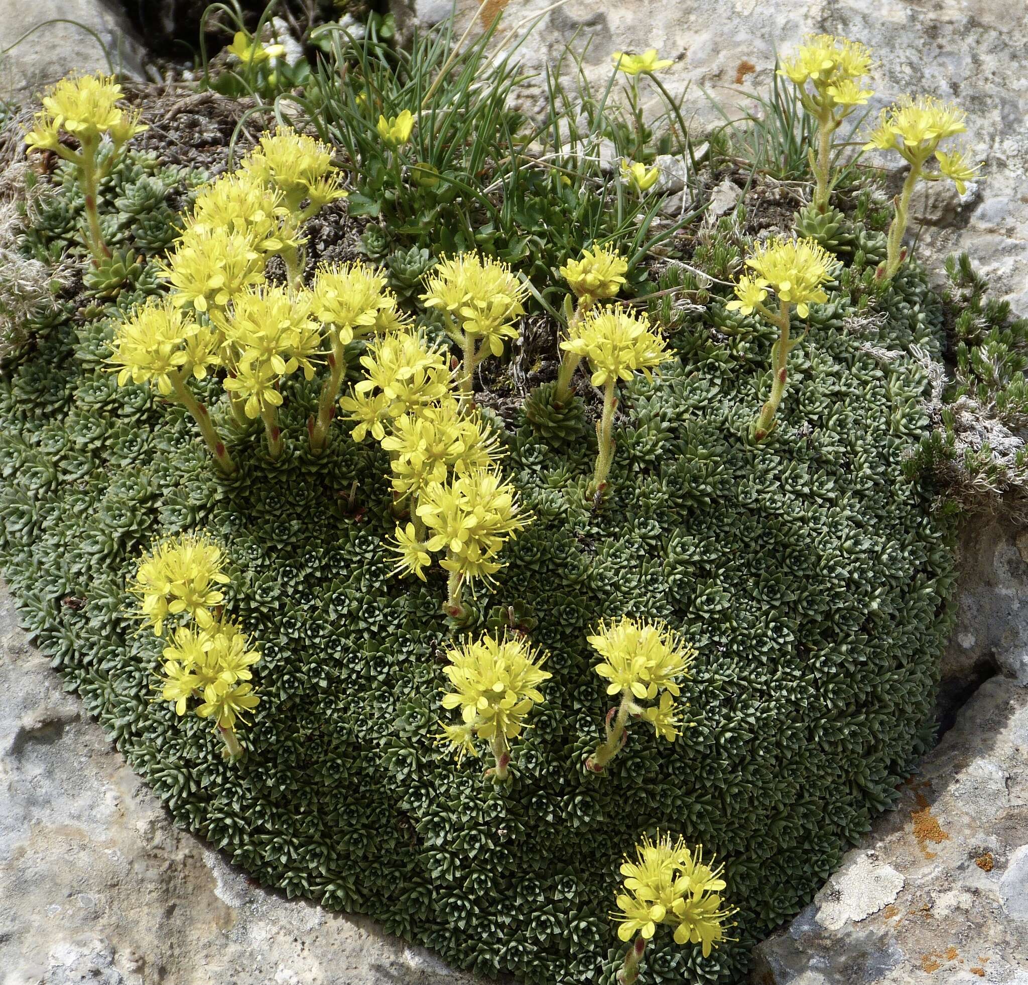 Image of Saxifraga kotschyi Boiss.