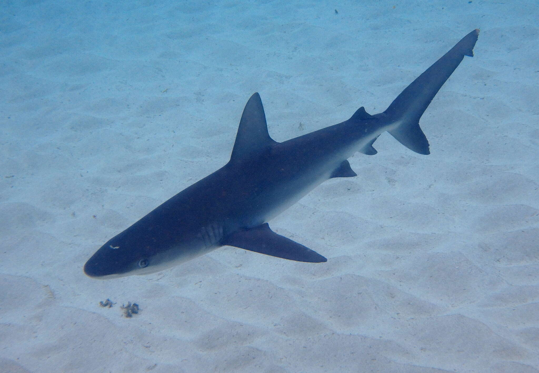 Image of Galapagos Shark