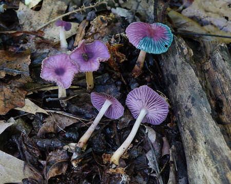 Image of Gymnopus iocephalus (Berk. & M. A. Curtis) Halling 1997