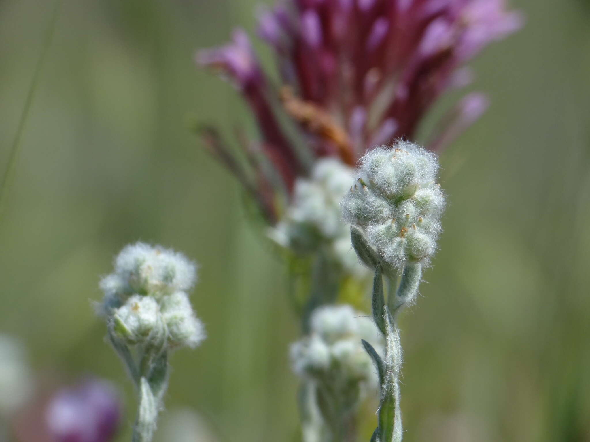 Image of <i>Micropus <i>californicus</i></i> var. californicus