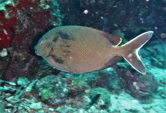 Image of Brown-spotted rabbitfish