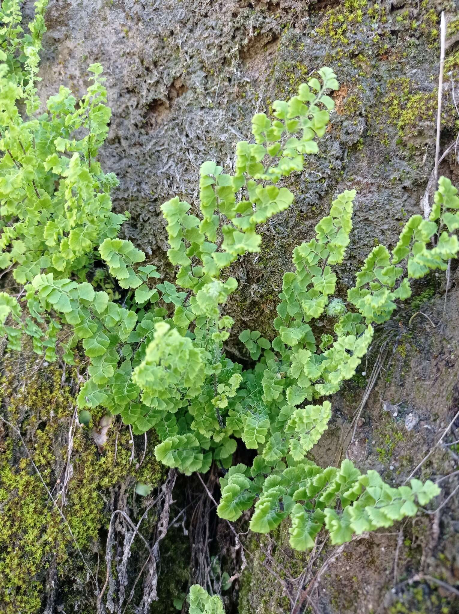 Image of Adiantum excisum Kunze