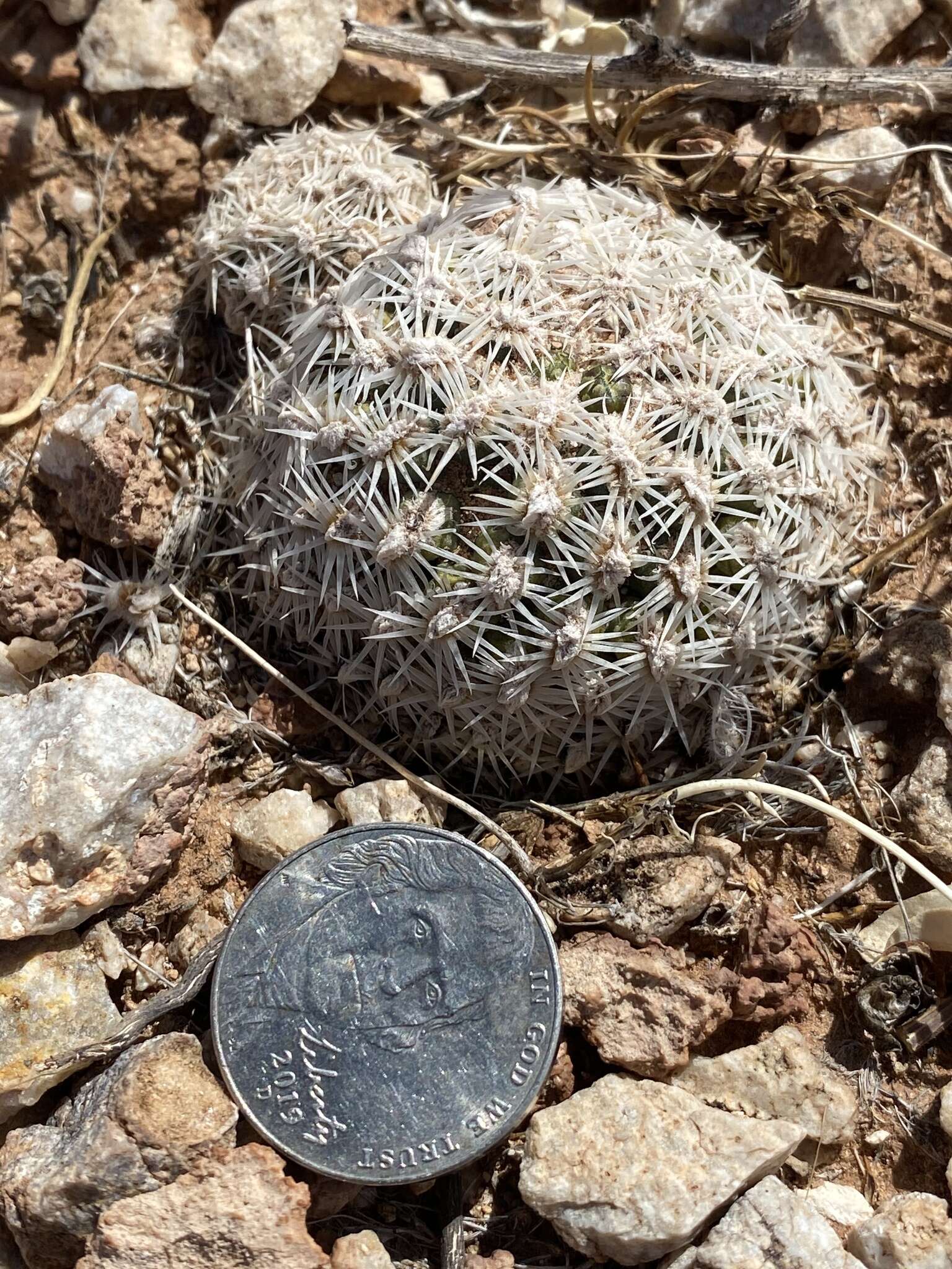 Image of Brady's Hedgehog Cactus