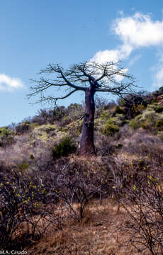 Image of Suarez baobab