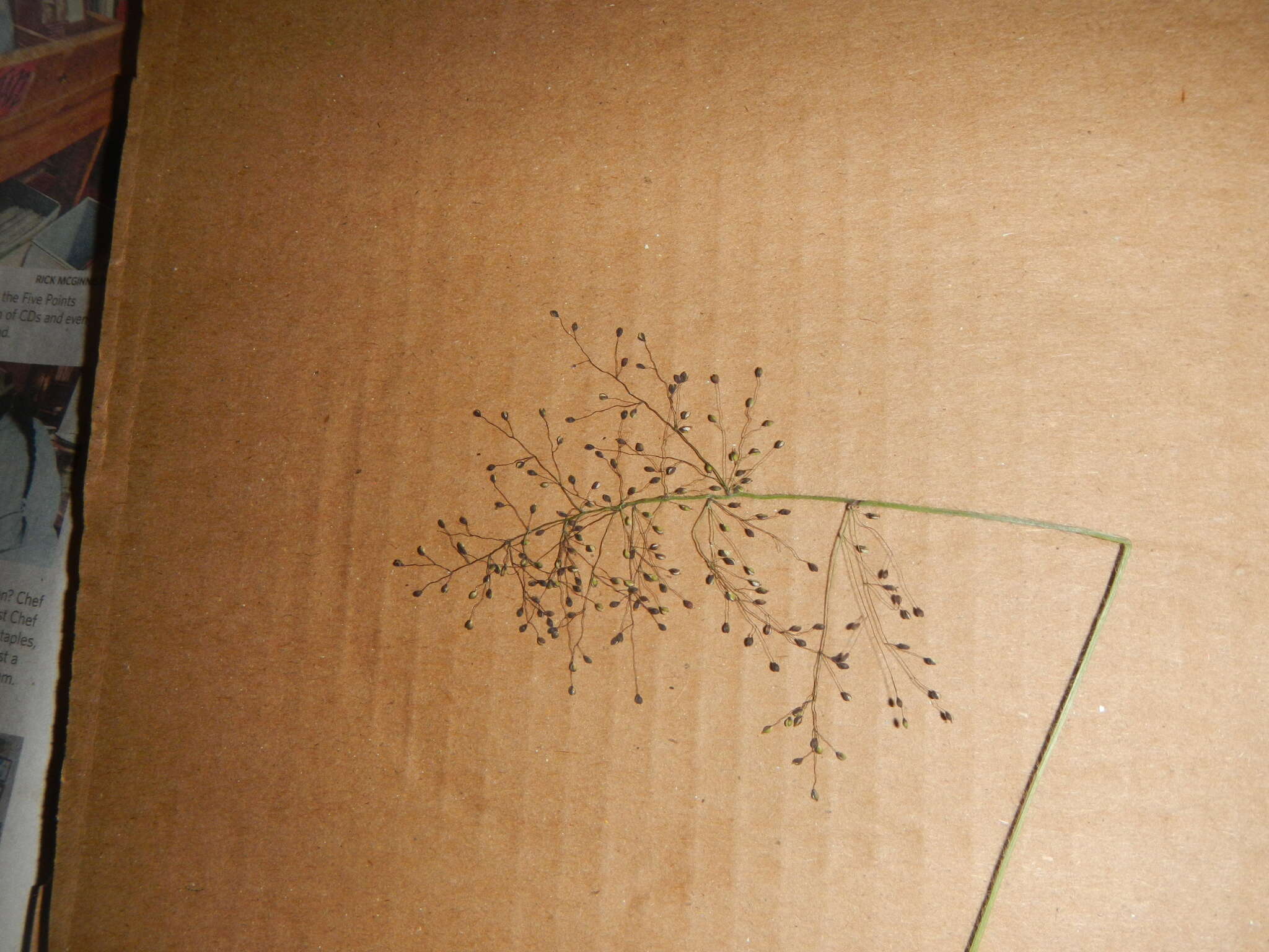 Plancia ëd Panicum acuminatum var. acuminatum