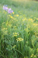 صورة Lomatium bradshawii (Rose ex Mathias) Mathias & Constance