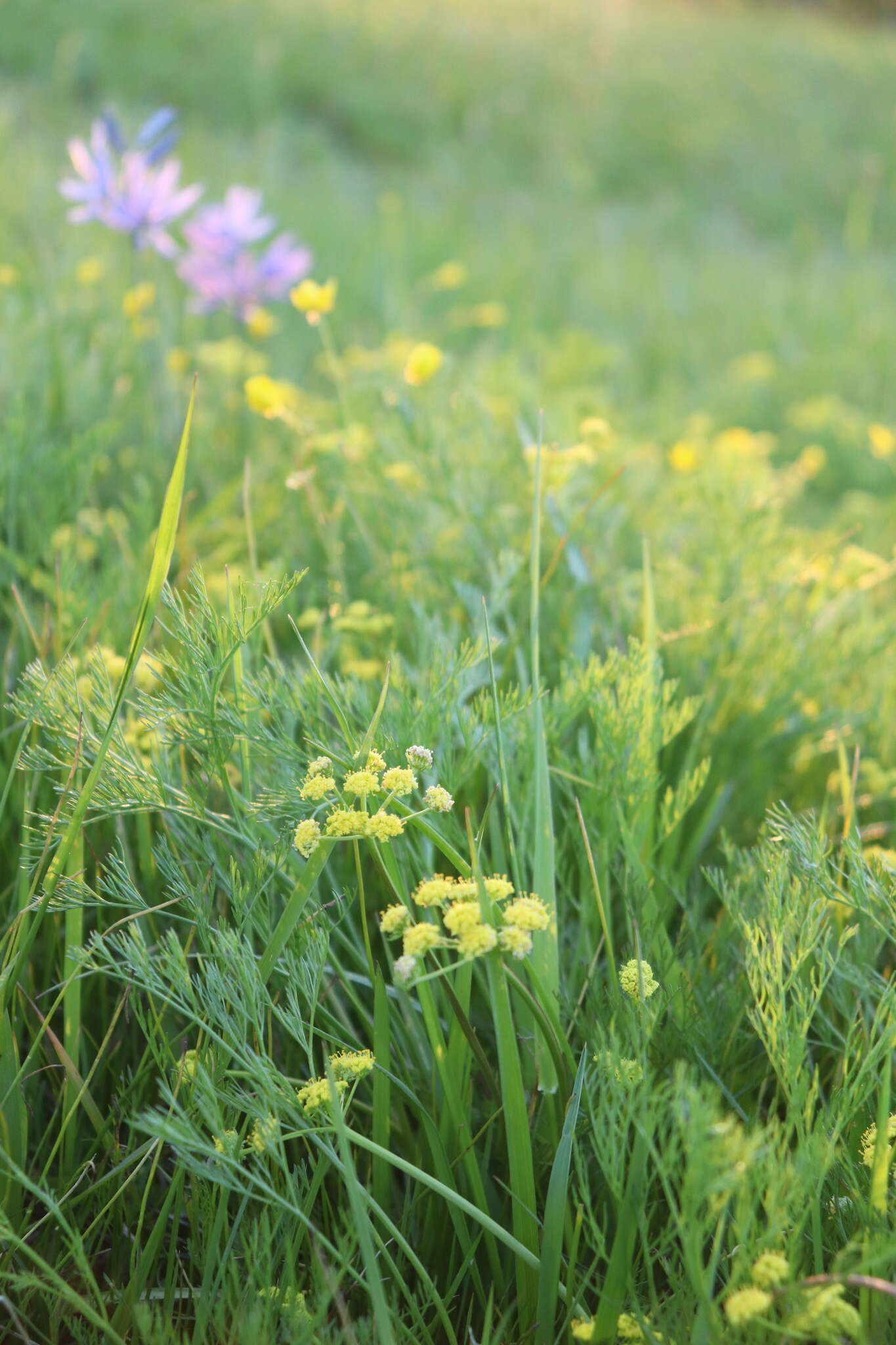 صورة Lomatium bradshawii (Rose ex Mathias) Mathias & Constance