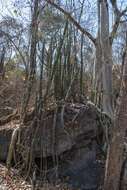 Image of Cereus jamacaru subsp. calcirupicola (F. Ritter) N. P. Taylor & Zappi