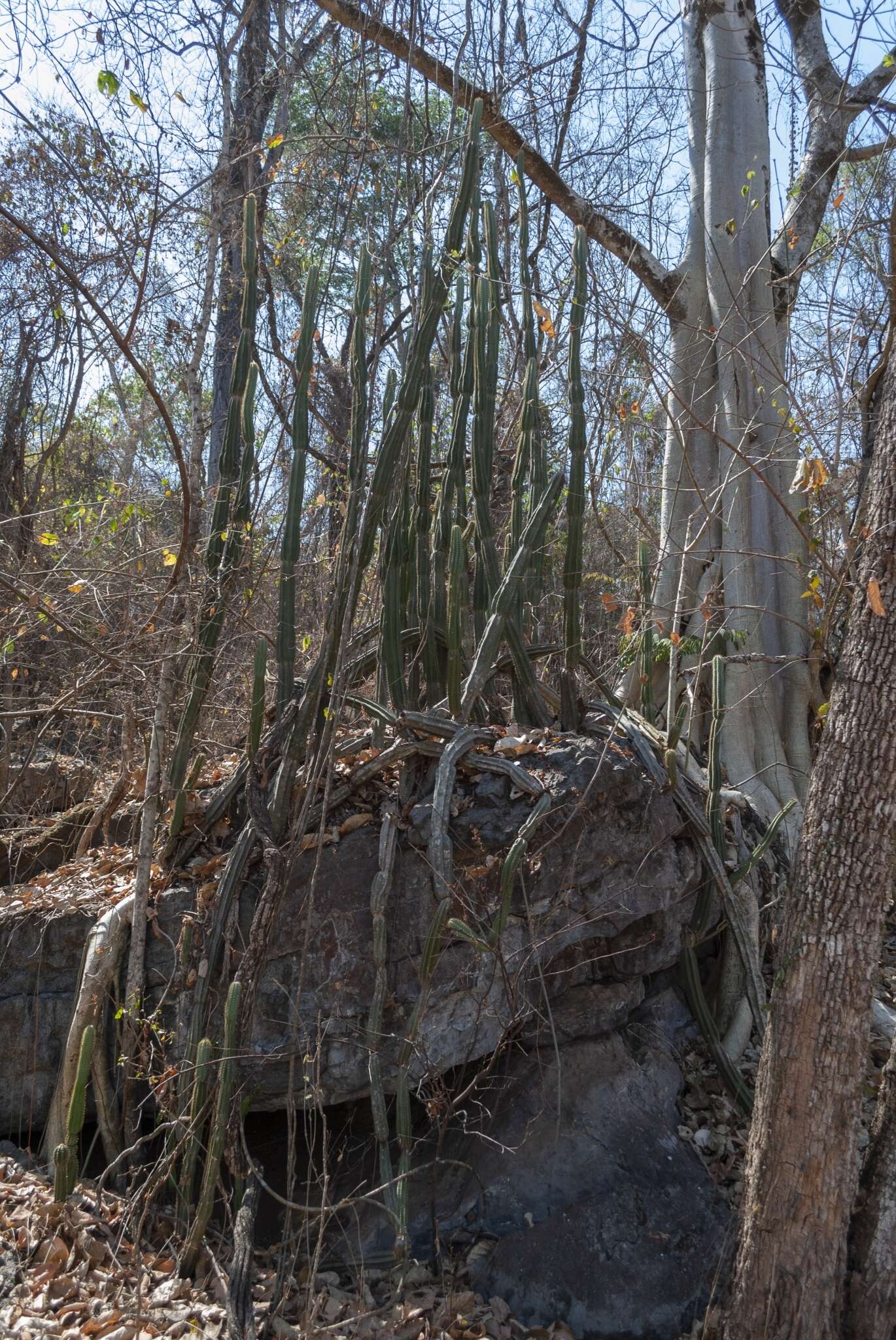 Image of Cereus jamacaru subsp. calcirupicola (F. Ritter) N. P. Taylor & Zappi