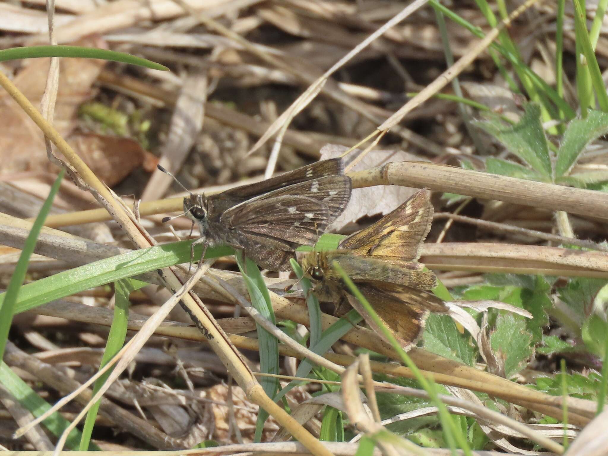 Слика од Hesperia metea Scudder 1863