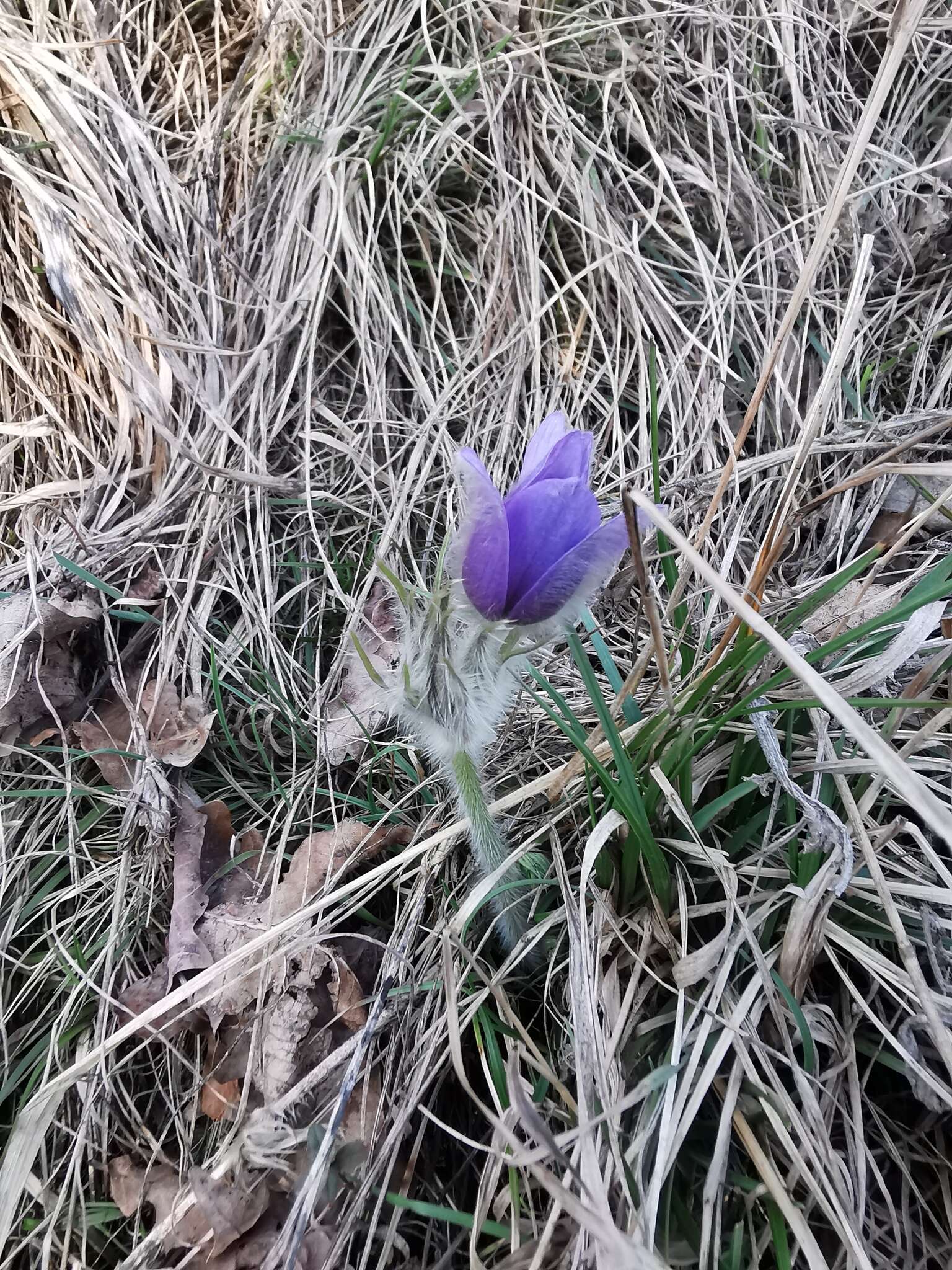 Image de Pulsatilla grandis Wenderoth