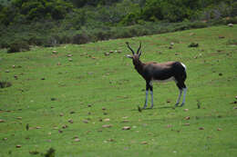 Image of Blesbok