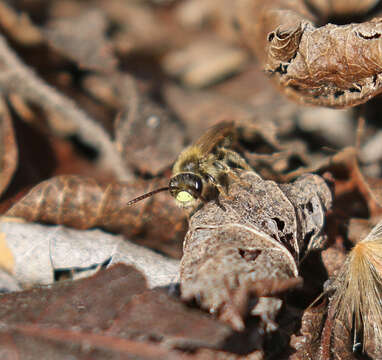 Image of Miserable Andrena