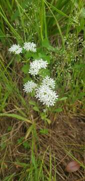 Image of Nuttall's cornsalad