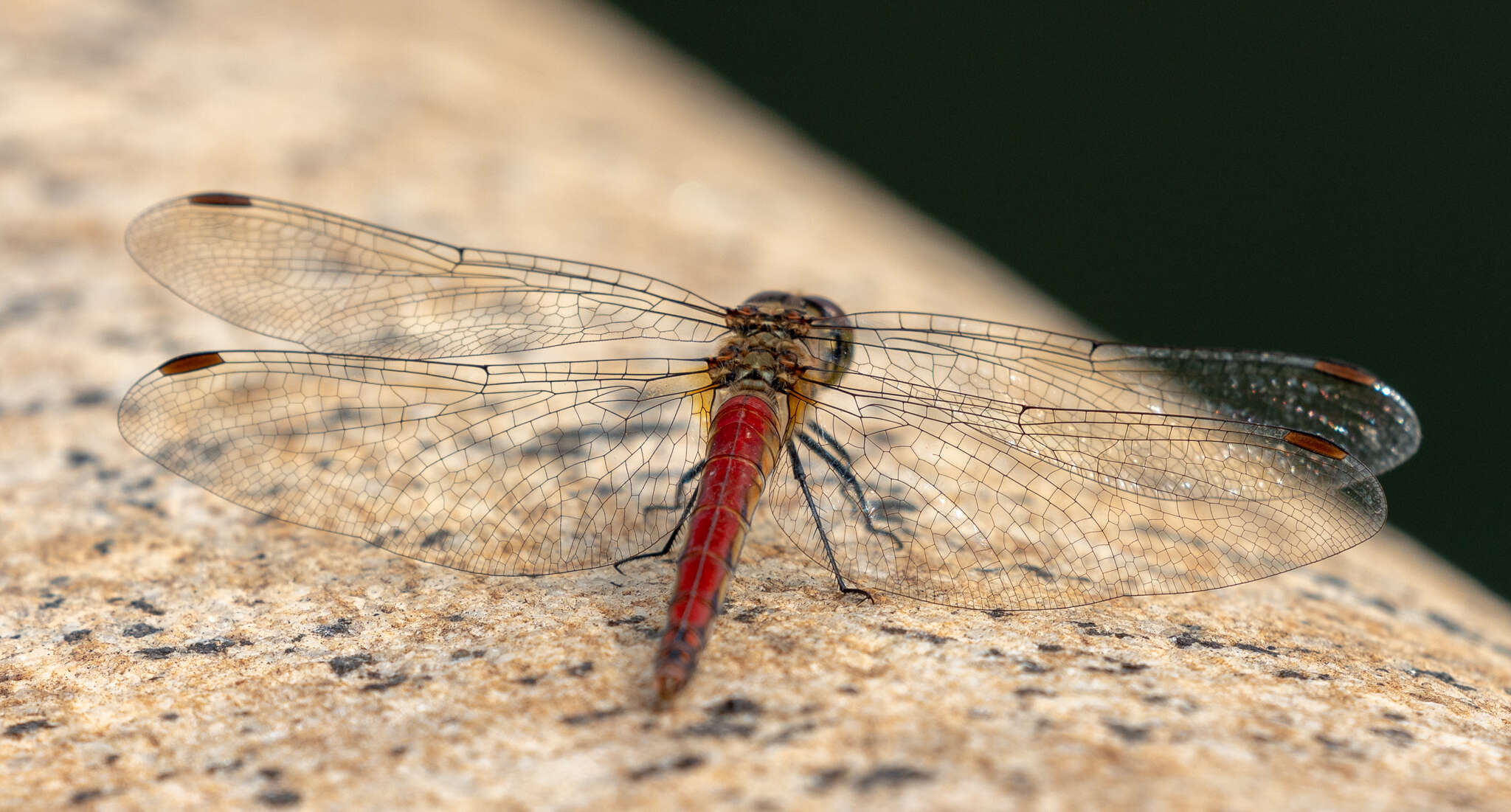 Image de Sympetrum frequens (Selys 1883)