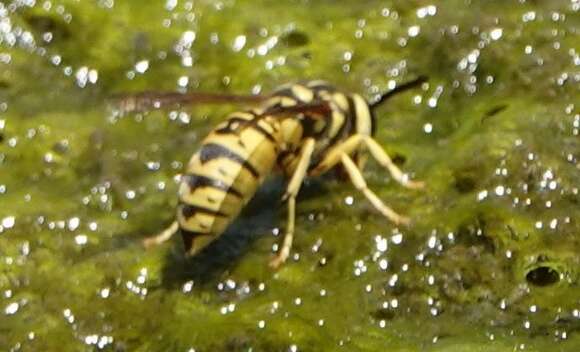 Image of Vespula sulphurea (de Saussure 1854)